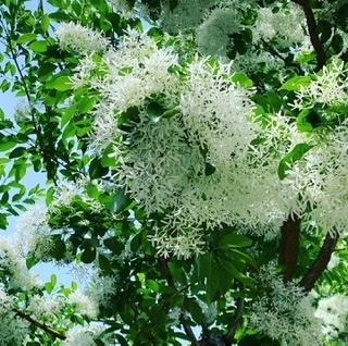 8C6512CE-6CA7-49B7-AA41-271937E2ACC5.jpeg