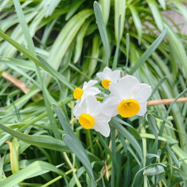 IMG_7964.jpeg