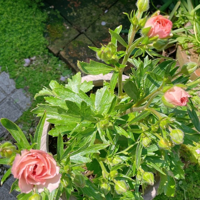 IMG_8064.jpeg